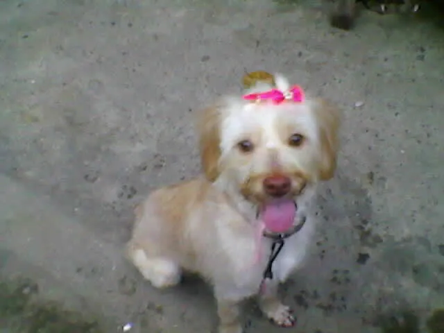 Cachorro ra a Poodle mestiça idade 2 anos nome Bellinha
