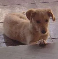 Cachorro raça SRD idade 2 a 6 meses nome Mel