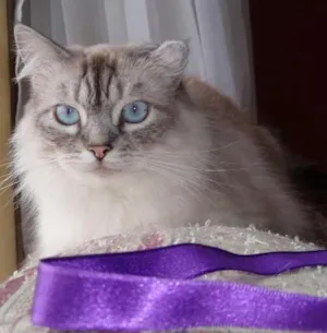 Gato raça SRD idade 1 ano nome Pérola