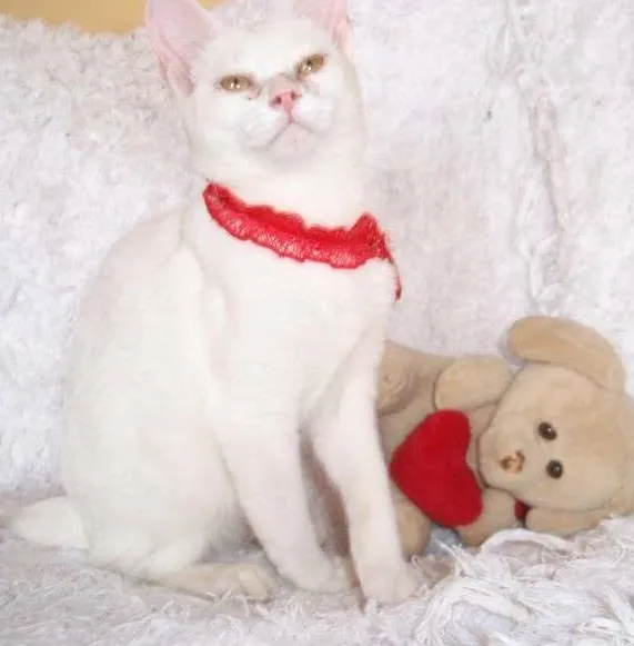 Gato ra a SRD idade 2 a 6 meses nome Isis