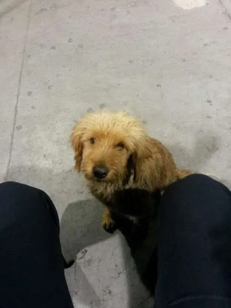 Cachorro ra a SRD idade 1 ano nome Lilie