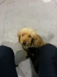 Lilie