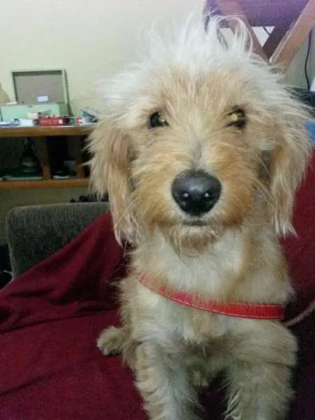 Cachorro ra a SRD idade 1 ano nome Lilie