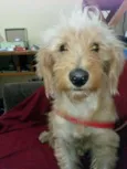 Lilie