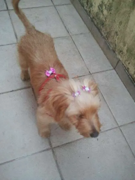 Cachorro ra a SRD idade 1 ano nome Lilie