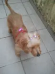 Lilie