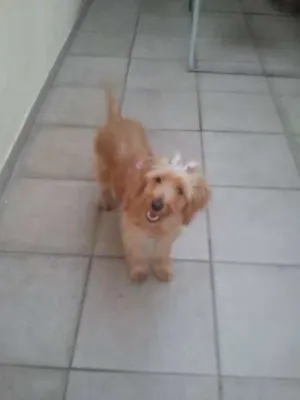 Cachorro raça SRD idade 1 ano nome Lilie
