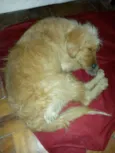 Lilie
