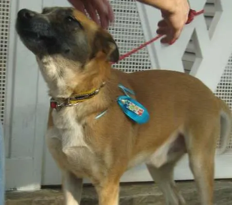 Cachorro ra a SRD idade 4 anos nome CHUVISCO