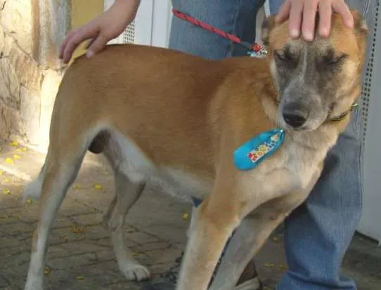 Cachorro ra a SRD idade 4 anos nome CHUVISCO