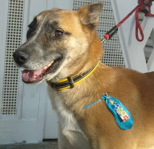 Cachorro ra a SRD idade 4 anos nome CHUVISCO