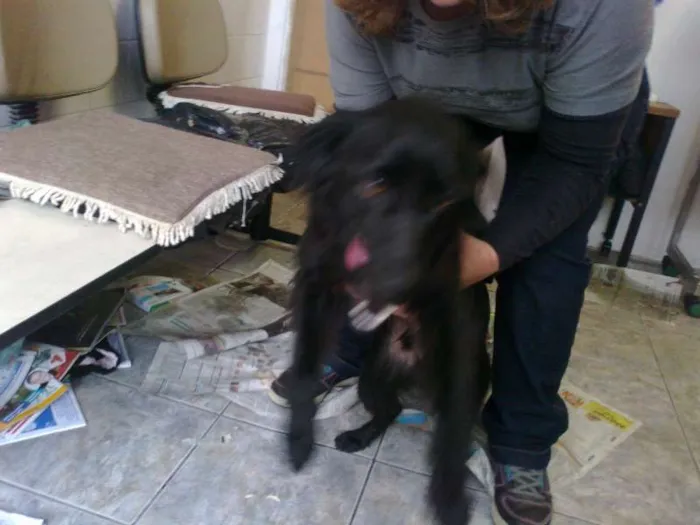 Cachorro ra a SRD idade 1 ano nome Jorginho