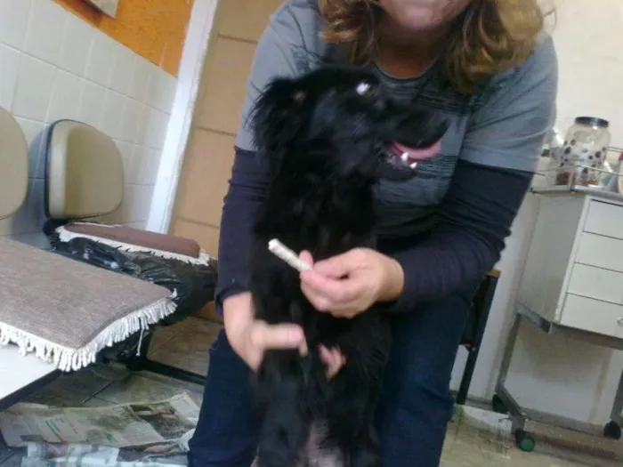 Cachorro ra a SRD idade 1 ano nome Jorginho