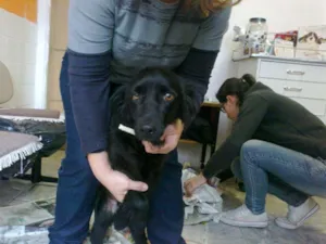 Cachorro raça SRD idade 1 ano nome Jorginho