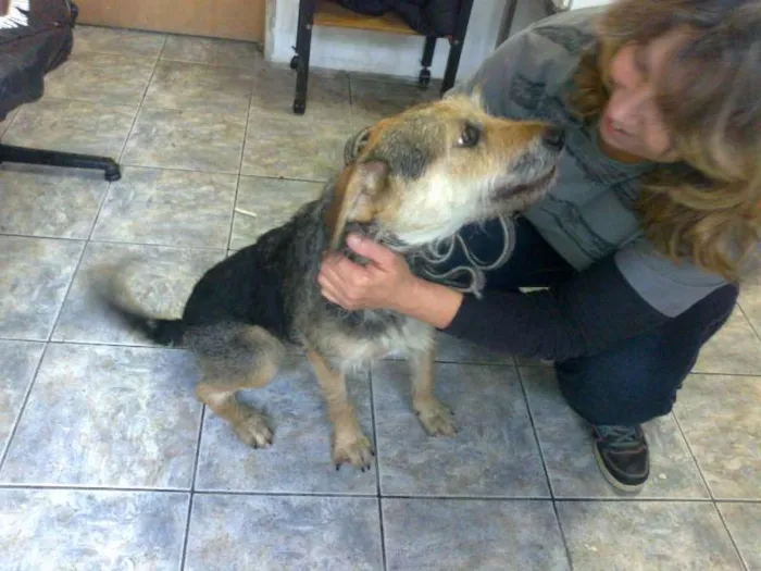 Cachorro ra a SRD idade 1 ano nome Duca