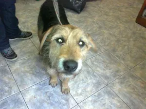 Cachorro raça SRD idade 1 ano nome Duca