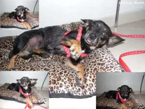 Cachorro raça mix daschund idade 5 anos nome Meiga