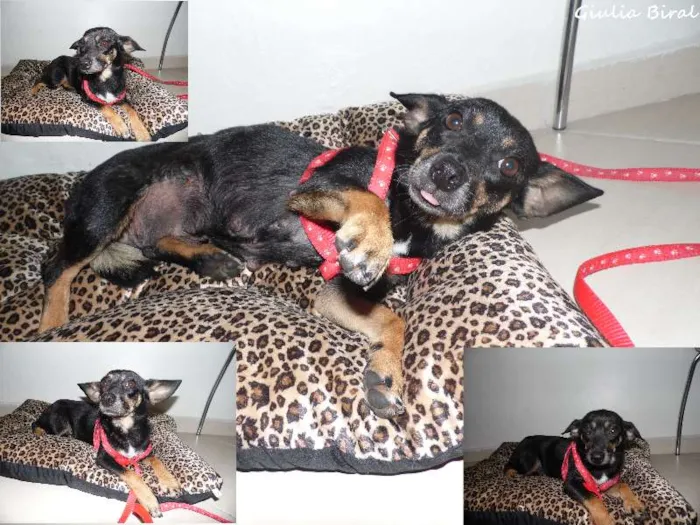 Cachorro ra a mix daschund idade 5 anos nome Meiga