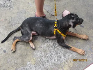 Cachorro ra a não definida idade 2 a 6 meses nome brutus