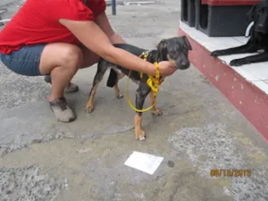 Cachorro raça não definida idade 2 a 6 meses nome brutus