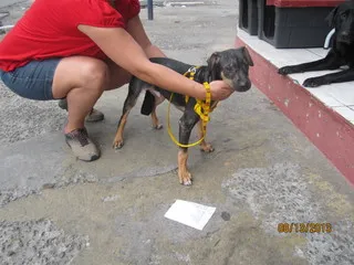 Cachorro ra a não definida idade 2 a 6 meses nome brutus