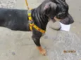 brutus