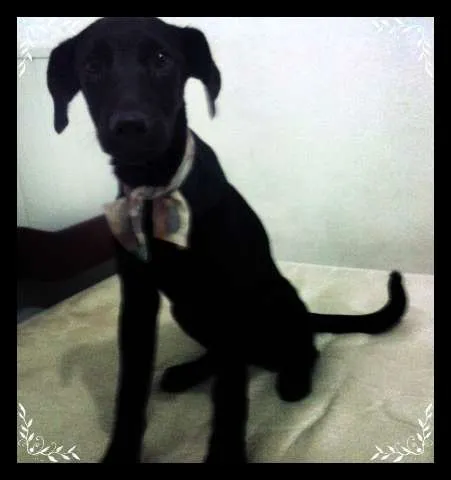 Cachorro ra a Labrador com Dobermann idade 2 a 6 meses nome Amelie