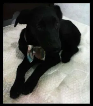 Cachorro raça Labrador com Dobermann idade 2 a 6 meses nome Amelie