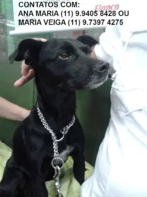 Cachorro raça SRD idade 3 anos nome RESGATADA TREM SCS