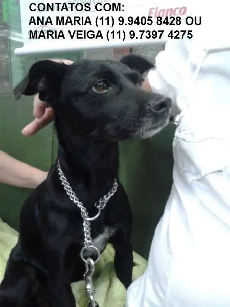 Cachorro ra a SRD idade 3 anos nome RESGATADA TREM SCS