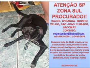 Cachorro raça SRD idade 2 anos nome PROCURADO SP