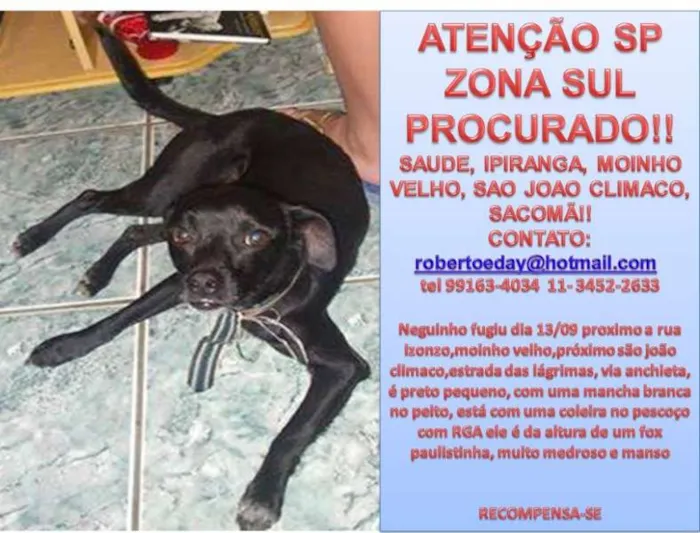 Cachorro raça SRD idade 2 anos nome PROCURADO SP