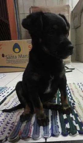 Cachorro raça Não definida idade 2 a 6 meses nome Pituca