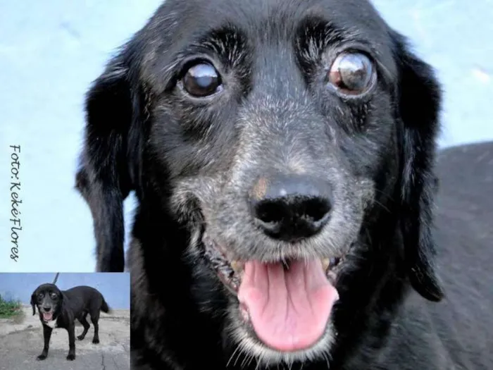 Cachorro ra a SRD idade 4 anos nome NERO