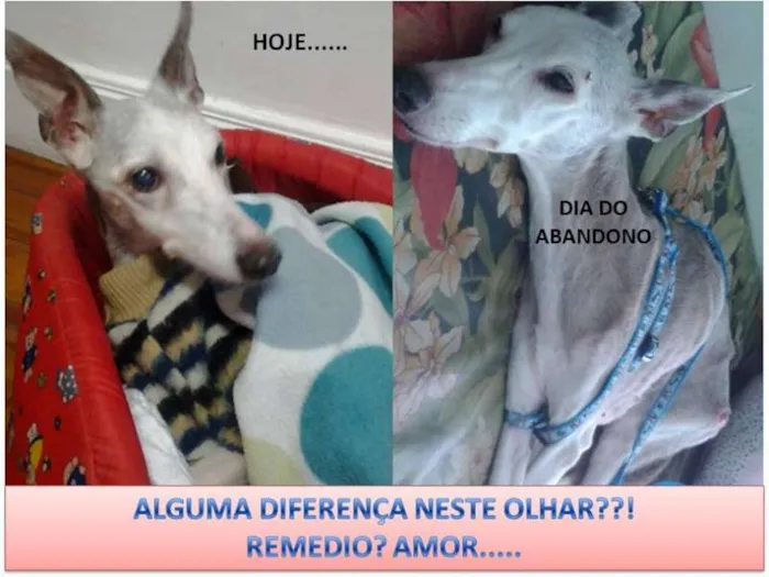 Cachorro ra a Whippet idade 6 ou mais anos nome Sacha