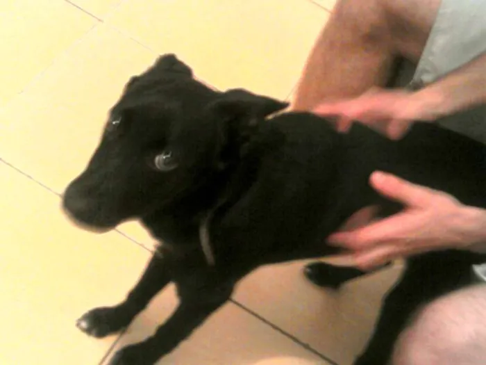 Cachorro ra a Vira lata misturado com pastor idade 2 a 6 meses nome Mell