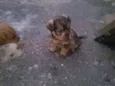 filhotes
