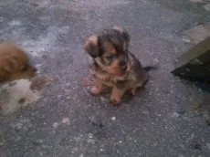 Cachorro ra a srd idade 2 a 6 meses nome filhotes