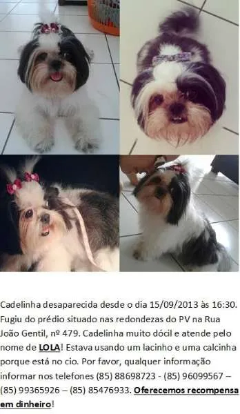 Cachorro ra a Shitzu idade 2 anos nome Lola