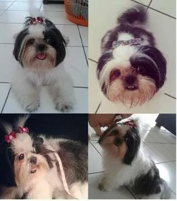Cachorro ra a Shitzu idade 2 anos nome Lola