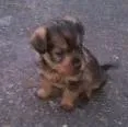 Cachorro raça srd idade 2 a 6 meses nome filhotes