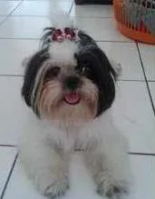 Cachorro raça Shitzu idade 2 anos nome Lola