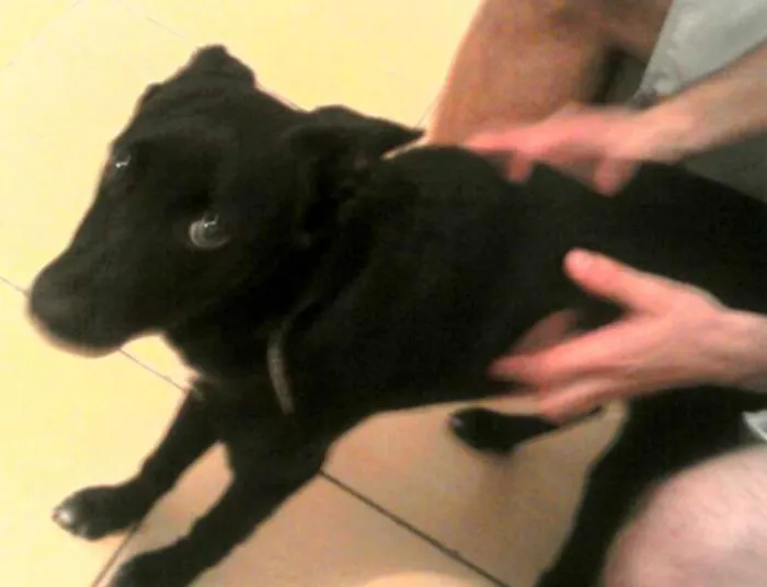 Cachorro ra a Vira lata misturado com pastor idade 2 a 6 meses nome Mell