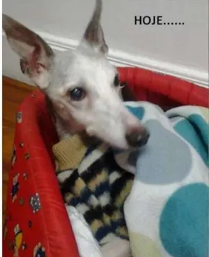 Cachorro raça Whippet idade 6 ou mais anos nome Sacha