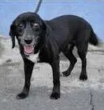 Cachorro ra a SRD idade 4 anos nome NERO