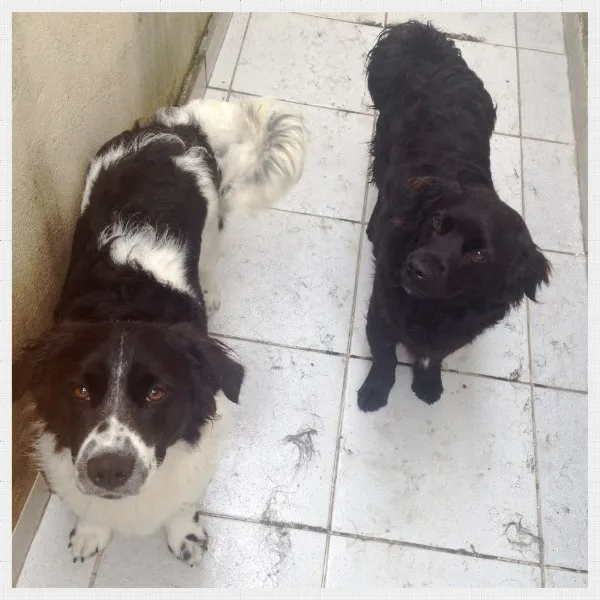 Cachorro ra a Vira lata idade 2 a 6 meses nome Fofuxo e black