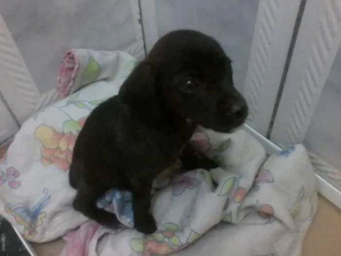 Cachorro ra a ñ sei idade 2 a 6 meses nome Sem nome