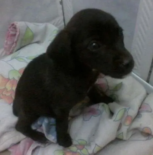 Cachorro ra a Vira-lata idade 2 a 6 meses nome Sem nome