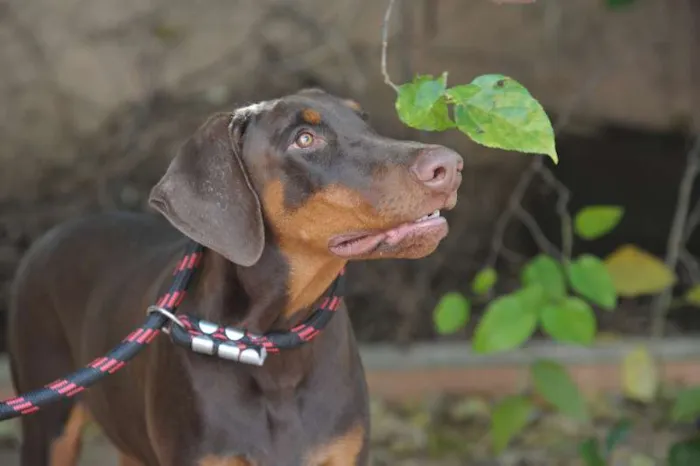 Cachorro ra a Dobermann idade 1 ano nome Lobo