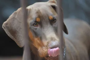 Cachorro raça Dobermann idade 1 ano nome Lobo